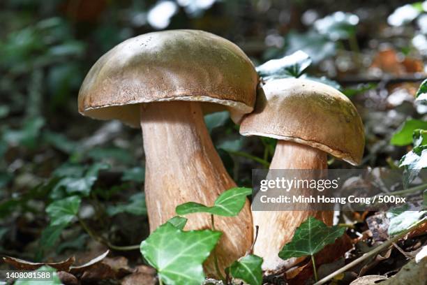 summer cep porcini mushroom cpe dt steinpilz boletus reticulatus boletus aestivalis - boletus reticulatus stock pictures, royalty-free photos & images