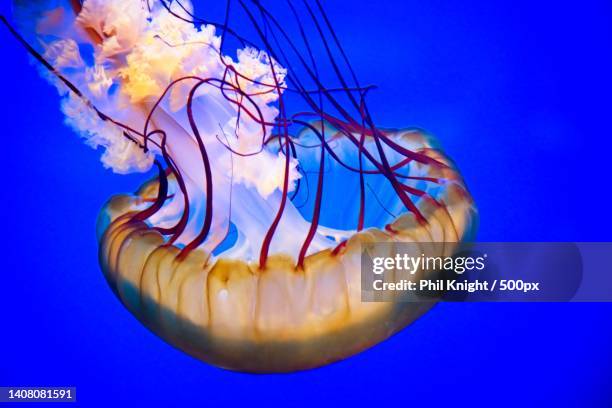 close-up of jellyfish swimming in sea - tentacle stock pictures, royalty-free photos & images