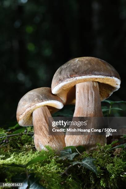 porcini mushroom cpe dt steinpilz boletus reticulatus boletus aestivalis - boletus reticulatus stock pictures, royalty-free photos & images