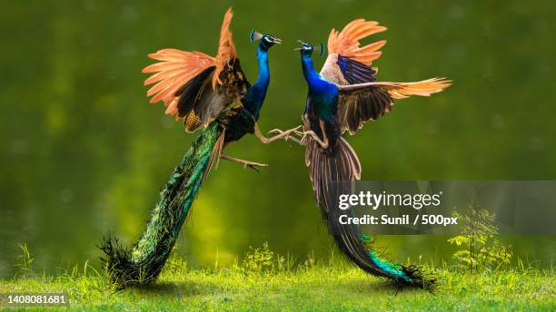 close-up of birds perching on branch,kunnamthanam,kerala,india - peahen stock pictures, royalty-free photos & images