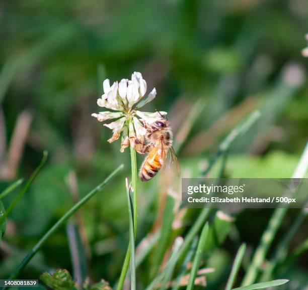 close-up of bee pollinating on flower - witte klaver stockfoto's en -beelden