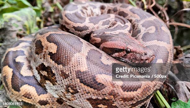 close-up of python,azamgarh,uttar pradesh,india - indian python 個照片及圖片檔