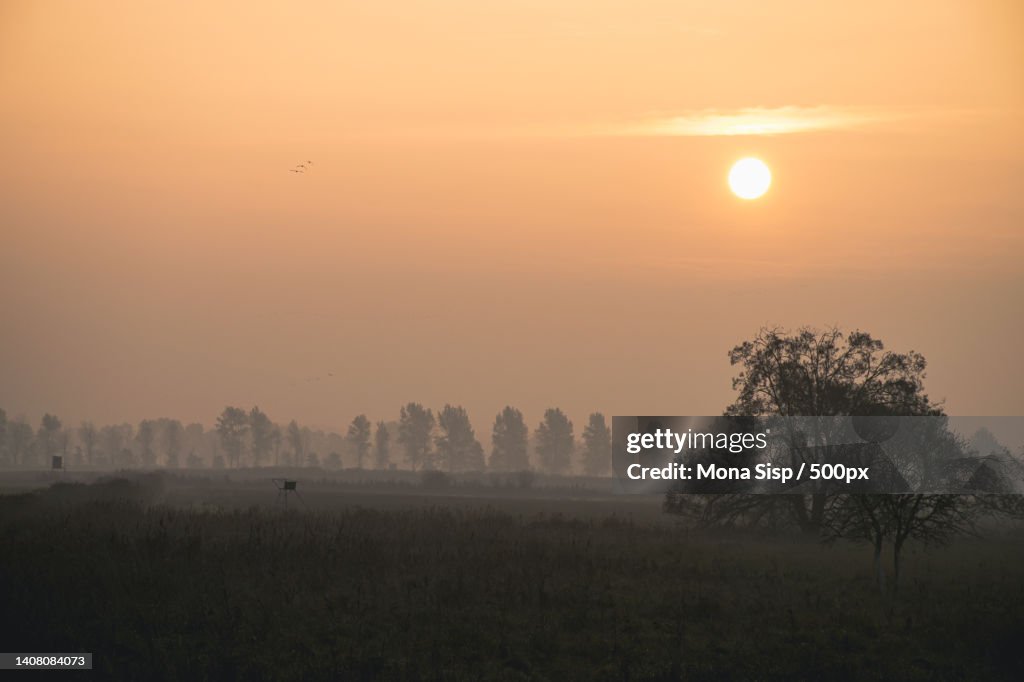 Trees on field against sky during sunset