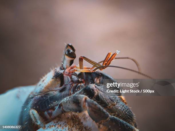 close-up of spider - hermit crab stock pictures, royalty-free photos & images
