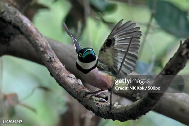 close-up of kingfisher perching on branch,taman tun abdul razak,malaysia - common kingfisher fotografías e imágenes de stock