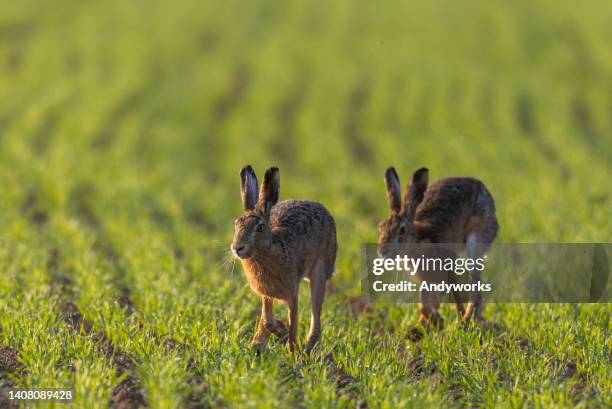 two brown hares - brown hare stockfoto's en -beelden