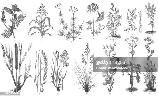 old engraved illustration of botany, forage plants - uncultivated stock pictures, royalty-free photos & images