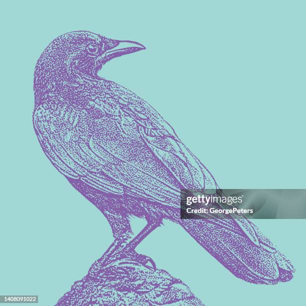 crow perching - perching stock illustrations