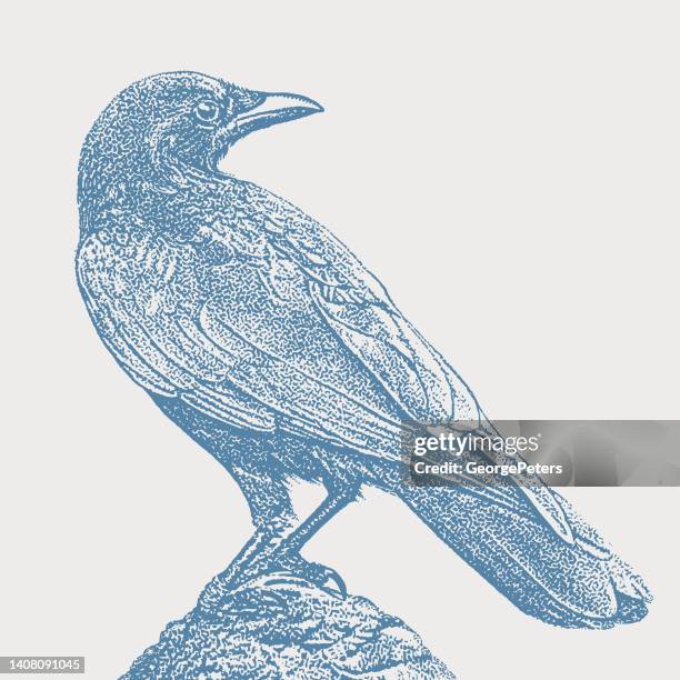 crow perching - crow stock illustrations
