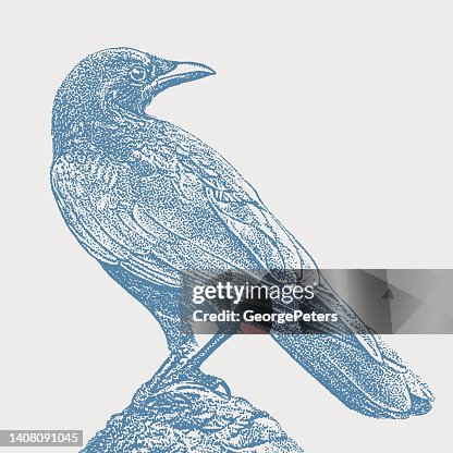Crow perching Crow perching