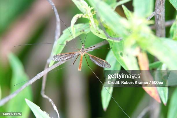 close-up of spider on web,volo bog state natural area,united states,usa - típula fotografías e imágenes de stock