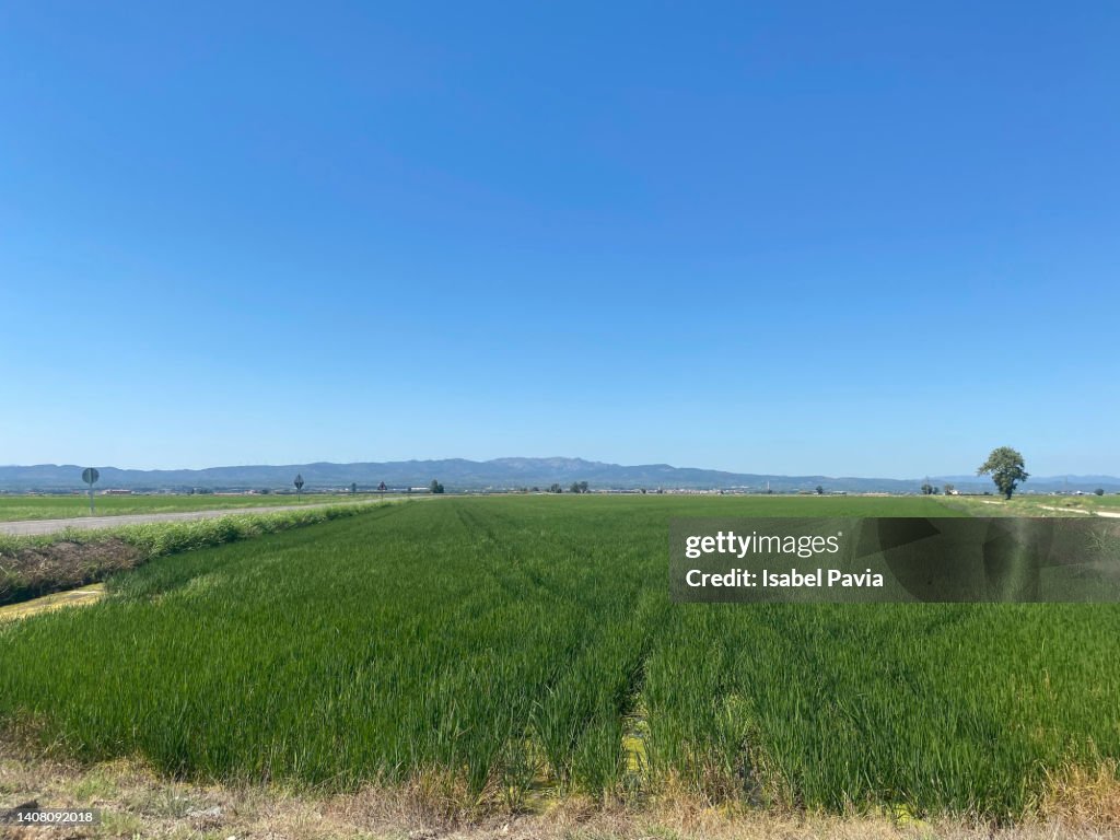 Rice Field