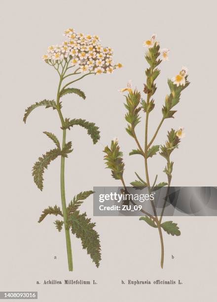 autumn flowers (asteraceae, orobanchaceae), chromolithograph, published in 1886 - euphrasia officinalis stock illustrations