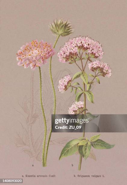 herbstblumen (caprifoliaceae, lamiaceae), chromolithographie, veröffentlicht 1886 - majoran stock-grafiken, -clipart, -cartoons und -symbole