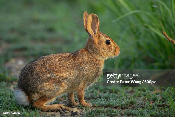close-up of cottontail on field - cottontail stockfoto's en -beelden