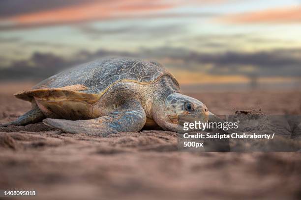 3,801 Cold Blooded Animals Photos and Premium High Res Pictures - Getty  Images