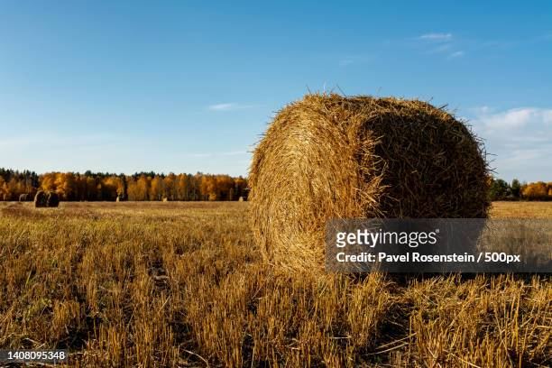 scenic view of agricultural field against sky,yekaterinburg,sverdlovsk oblast,russia - heuballen stock-fotos und bilder