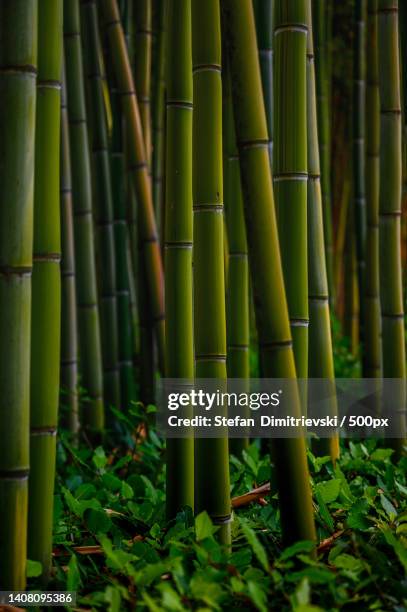 close-up of bamboo plants in forest - bamboo plant stockfoto's en -beelden