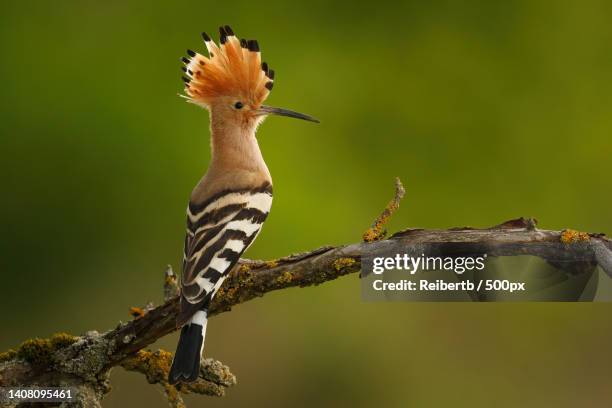 close-up of hoopoe perching on branch,germany - hoopoe stock pictures, royalty-free photos & images