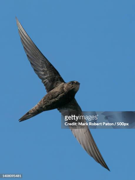 low angle view of songswallow flying against clear blue sky - plane in sky photos et images de collection