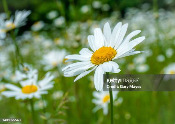 big dasies - oxeye daisy stock pictures, royalty-free photos & images