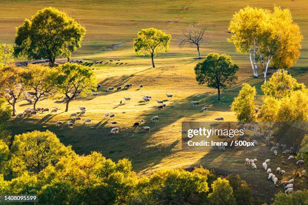 high angle view of trees on field - 中国 stock pictures, royalty-free photos & images