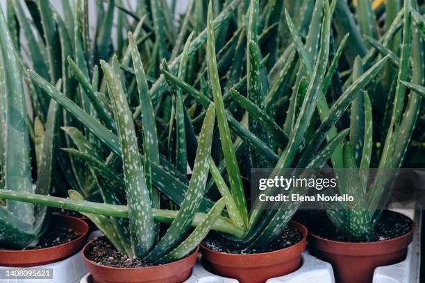 home plant aloe in flower pots - verde jade imagens e fotografias de stock