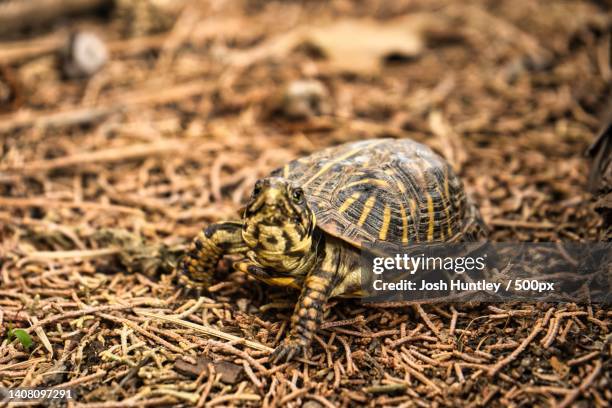 close-up of tortoise shell on field - box turtle stock pictures, royalty-free photos & images