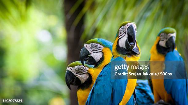 close-up of gold and blue macaws perching on branch - gold and blue macaw stock pictures, royalty-free photos & images