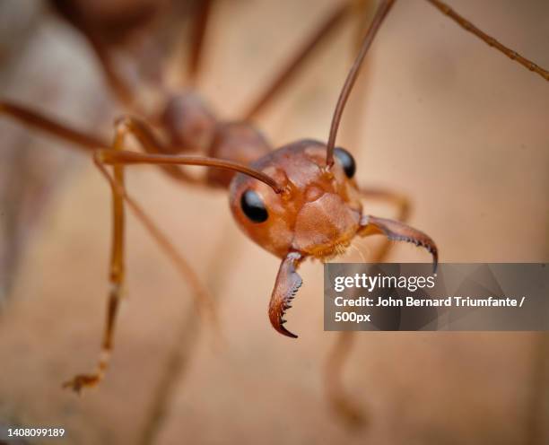 close-up of insect - fire ants stock-fotos und bilder