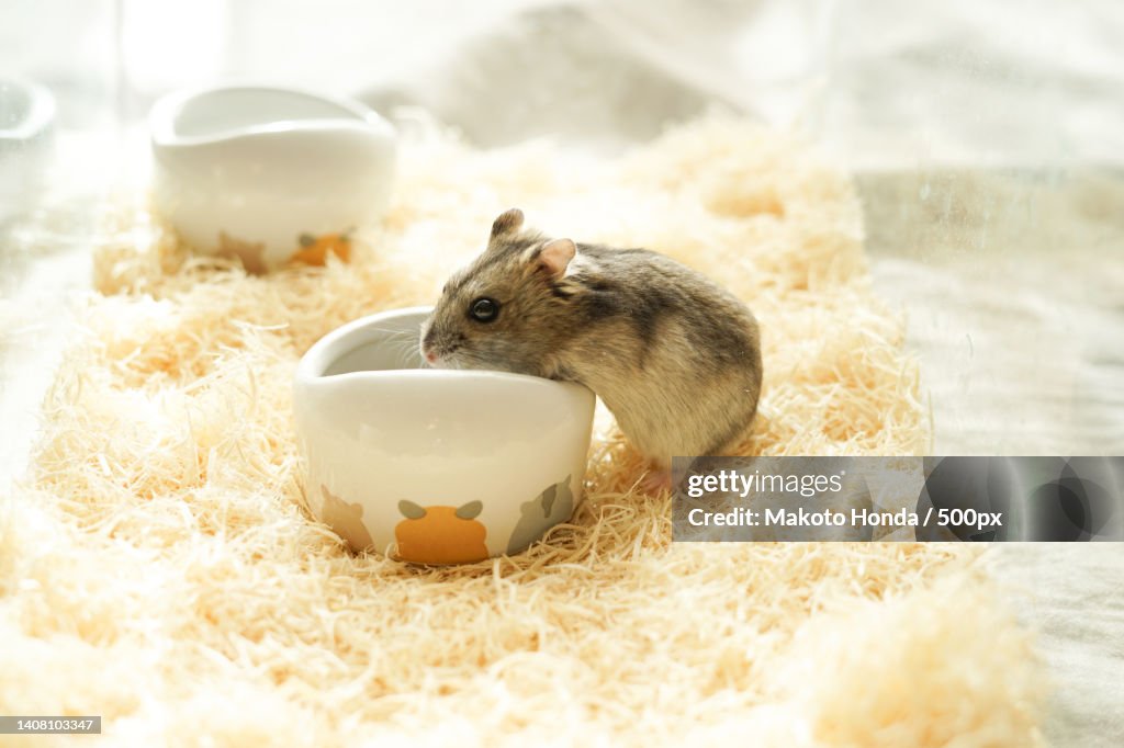 Close-up of hamster in cage