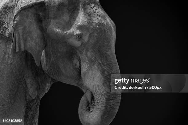 close-up of indian asian elephant against black background - elephant eyes stock pictures, royalty-free photos & images