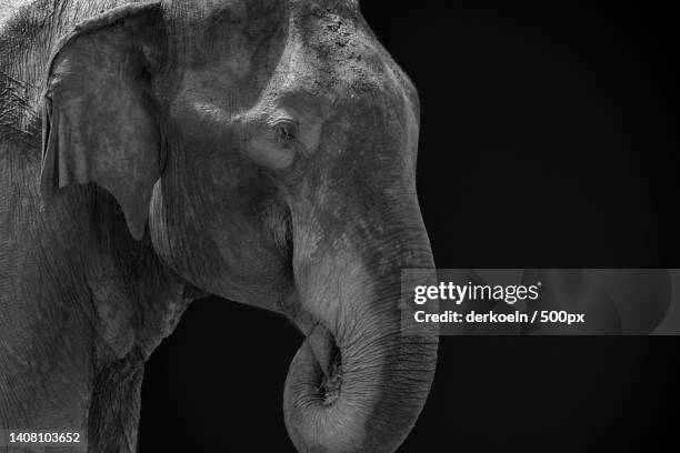 close-up of indian asian elephant against black background - elephant eyes 個照片及圖片檔