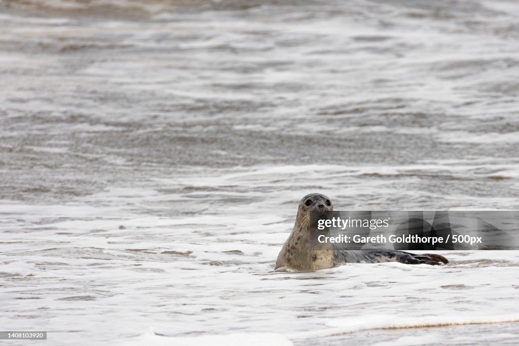High angle view of seal swimming in sea,Horsey Gap,Horsey,United Kingdom,UK