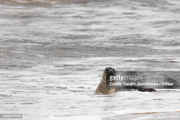 high angle view of seal swimming in sea,horsey gap,horsey,united kingdom,uk - seal pup 個照片及圖片檔