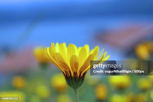 close-up of yellow flower - nihat stock pictures, royalty-free photos & images