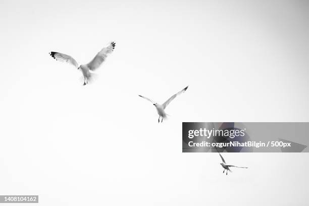 low angle view of birds flying against clear sky - nihat stock pictures, royalty-free photos & images