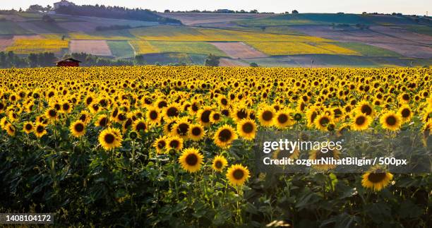 scenic view of sunflower field - nihat stock pictures, royalty-free photos & images