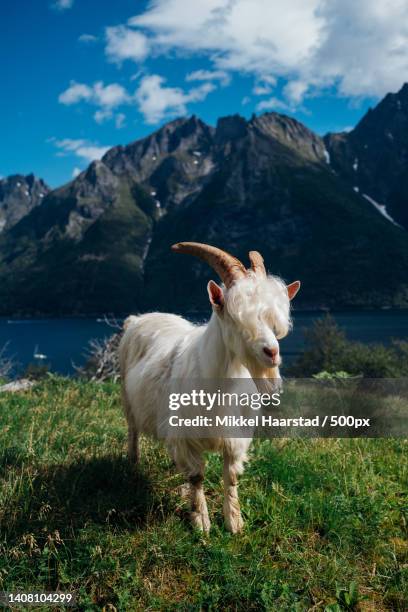 portrait of mountain goat standing on field against mountains,saksa,norway - goat stock pictures, royalty-free photos & images