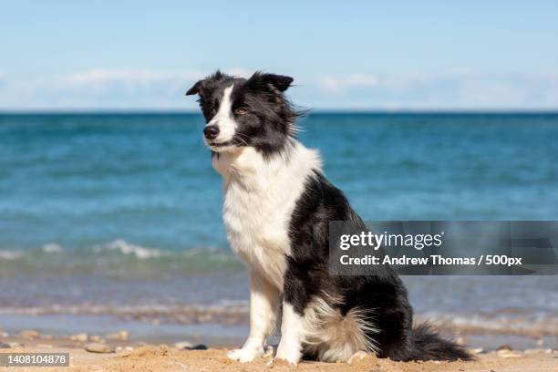 portrait of collie sitting on beach against sky,frankfort,michigan,united states,usa - chien de berger photos et images de collection