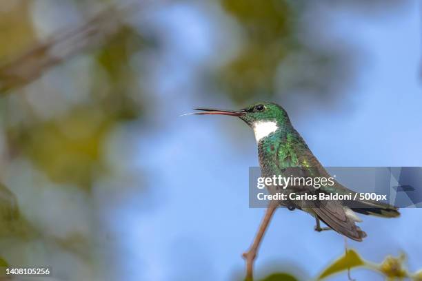 close-up of hummingrufous perching on plant,brazil - braunschwanzamazilie stock-fotos und bilder