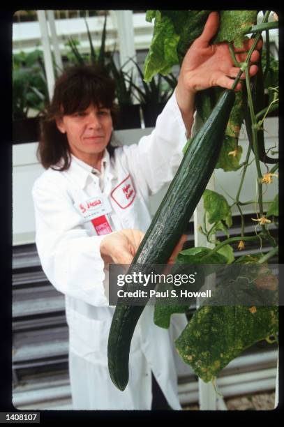 Hazel Reynolds displays a large English cucumber on the vine in the hydroponic garden at the Fiesta Mart supermarket July 7, 1993 in Houston, TX....