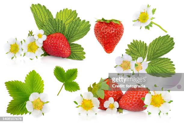 strawberry & strawberry flowers collection - strawberry blossom stock pictures, royalty-free photos & images