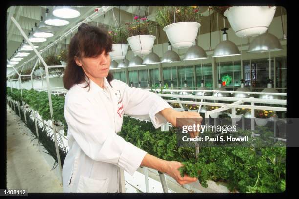 Hazel Reynolds cuts parsley for sale in the hydroponic garden at the Fiesta Mart supermarket July 7, 1993 in Houston, TX. Using a totally controlled...