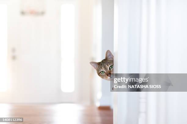 gray and brown domestic shorthair cat peeking around an interior wall - peek fotografías e imágenes de stock