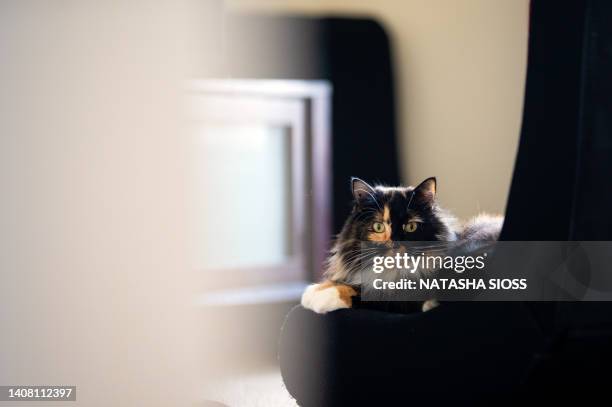 long hair domestic calico cat sitting on a floor level chair looking at the camera - calico cat stock pictures, royalty-free photos & images