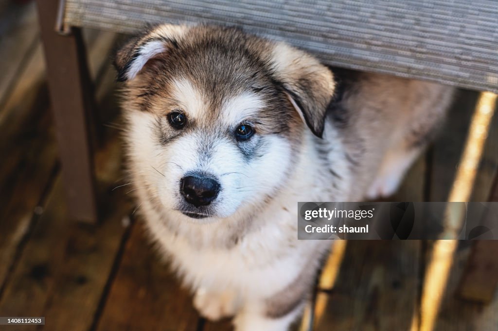 Alaskan Malamute Puppy