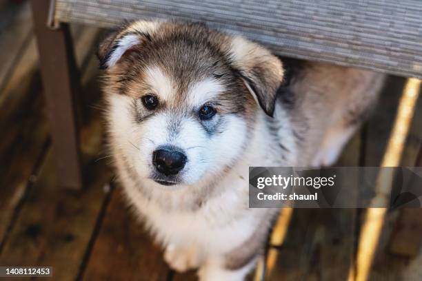 alaskan malamute puppy - alaskan malamute stockfoto's en -beelden