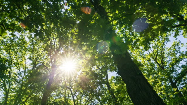 밝은 태양에 대한 녹색 오크 잎 - MS