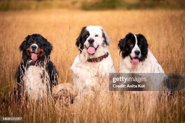 four dogs in the meadow - newfoundlandshund bildbanksfoton och bilder